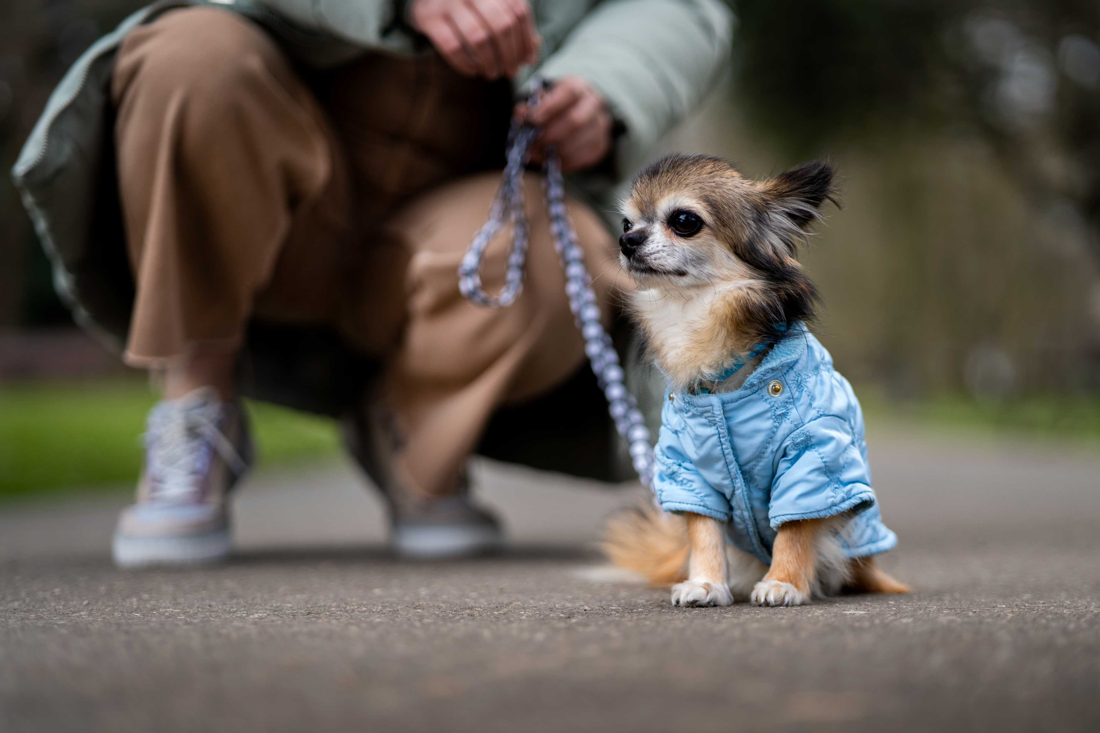 What Type of Harness is Best For a Puppy