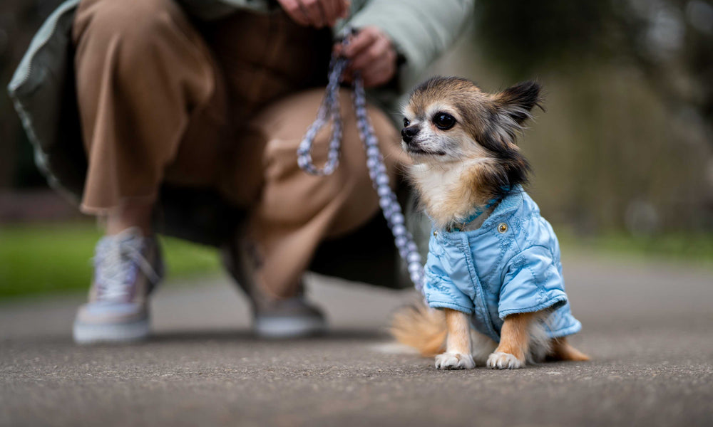 What Type of Harness is Best For a Puppy