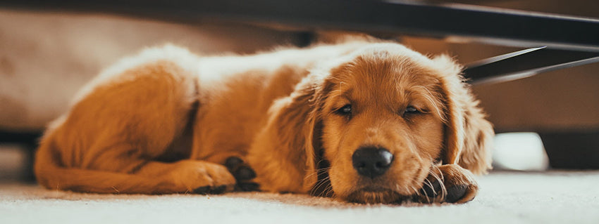 Everything You Need For Your New Golden Retriever Puppy