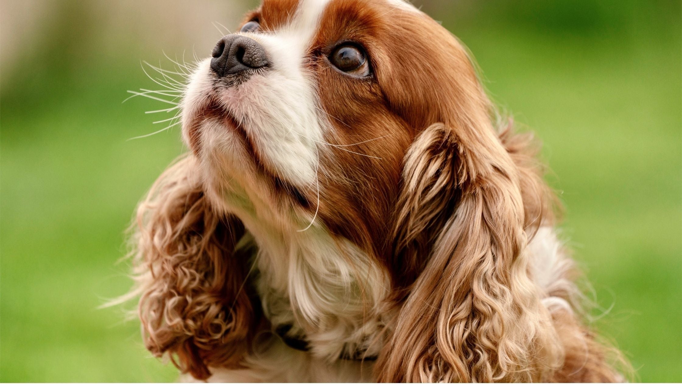 When Should Female Dogs Be Spayed