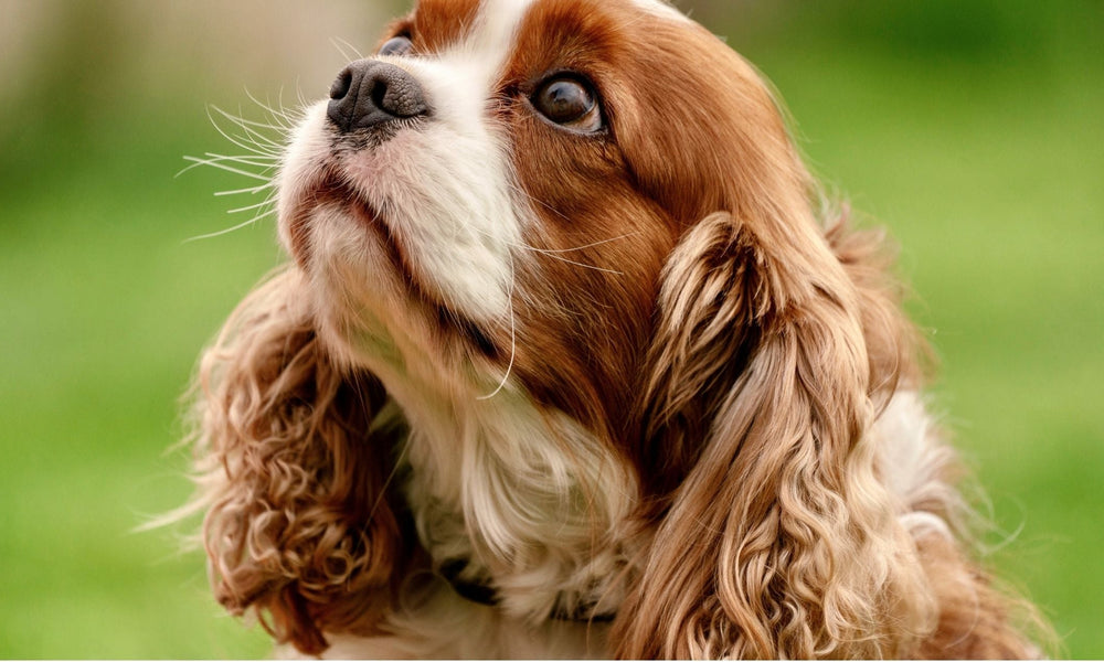 When Should Female Dogs Be Spayed