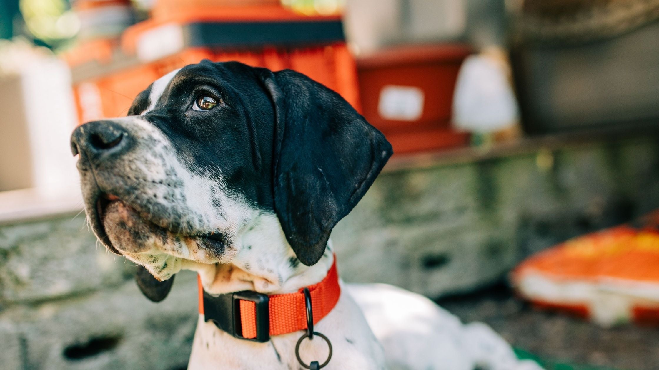 Great Dane puppy