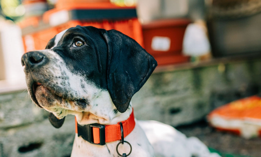 Great Dane Puppies: Big Dog, Bigger Checklist