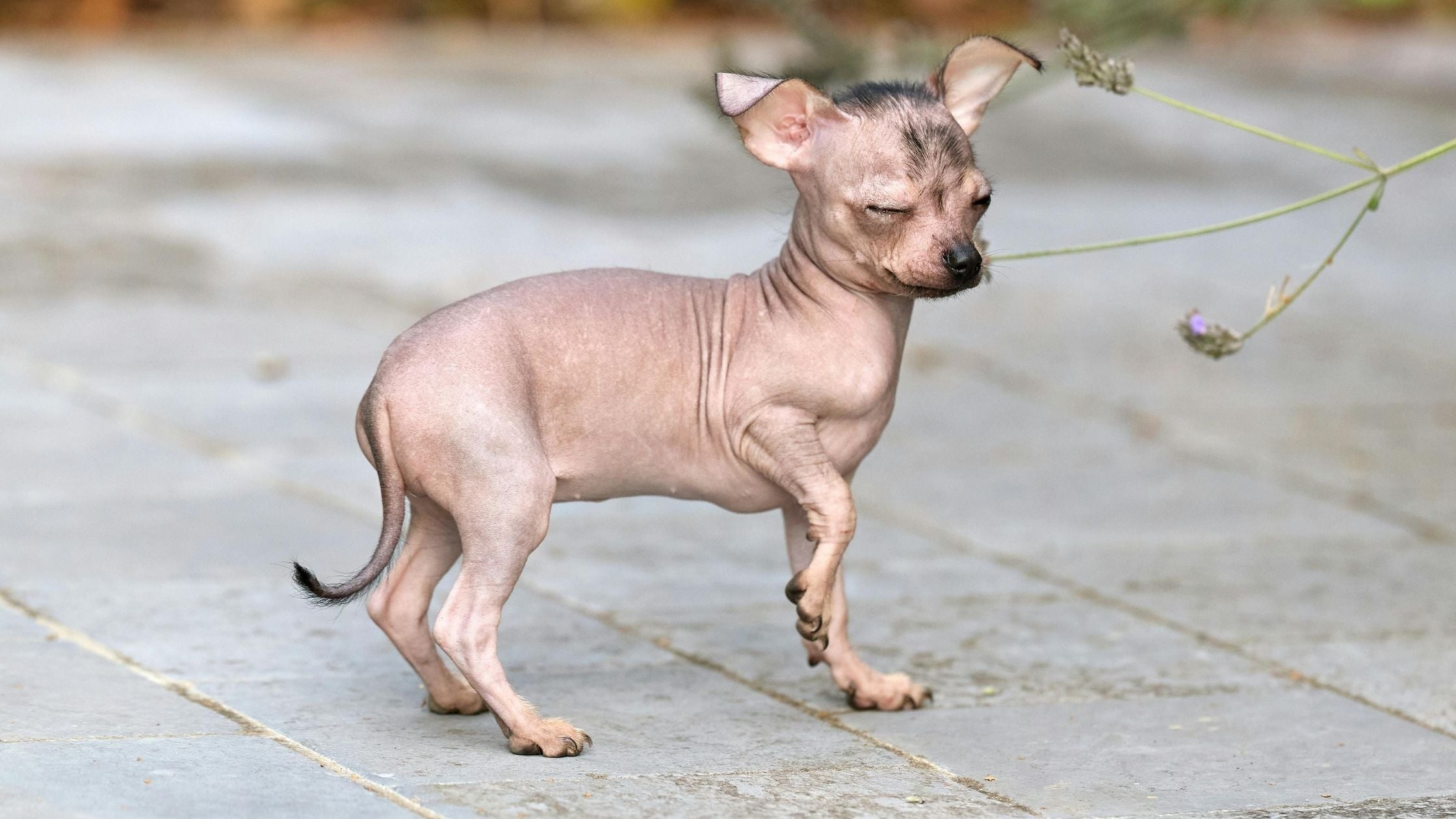 Hairless dog