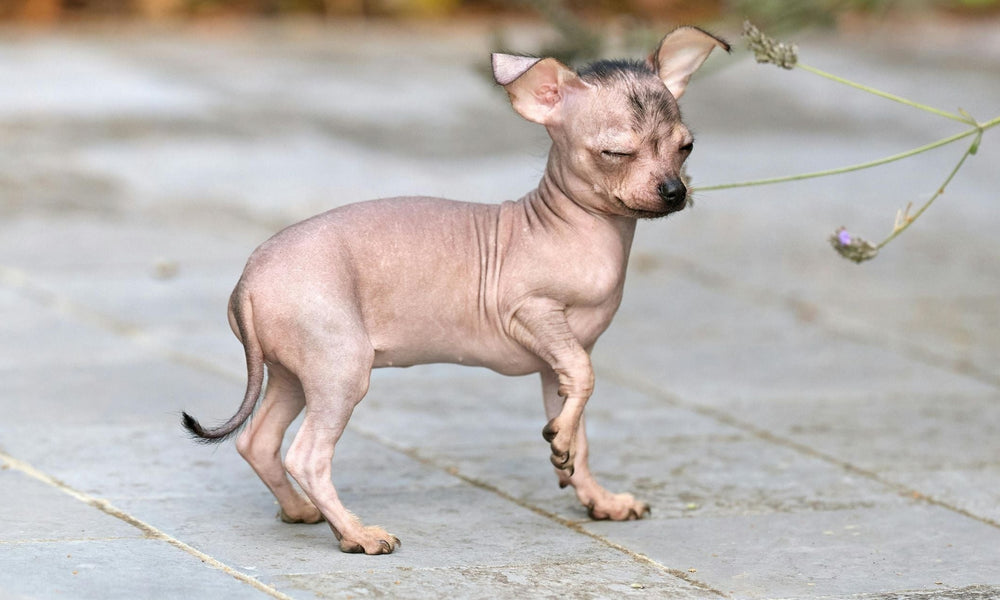 Hairless dog breeds: the complete guide