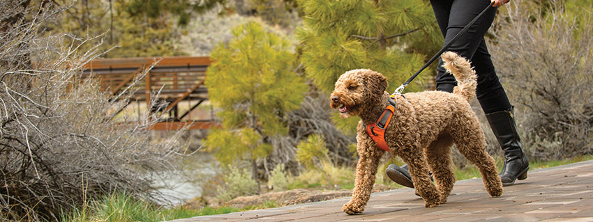 Beginner's Guide To Training Your Dog To Walk In a Harness