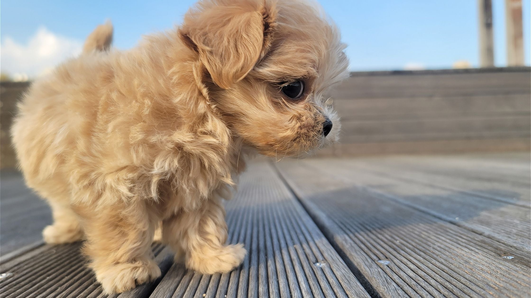 How often should you worm your dog or cat? A complete worming guide