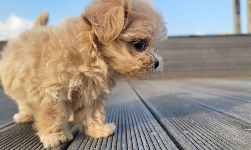 How often should you worm your dog or cat? A complete worming guide