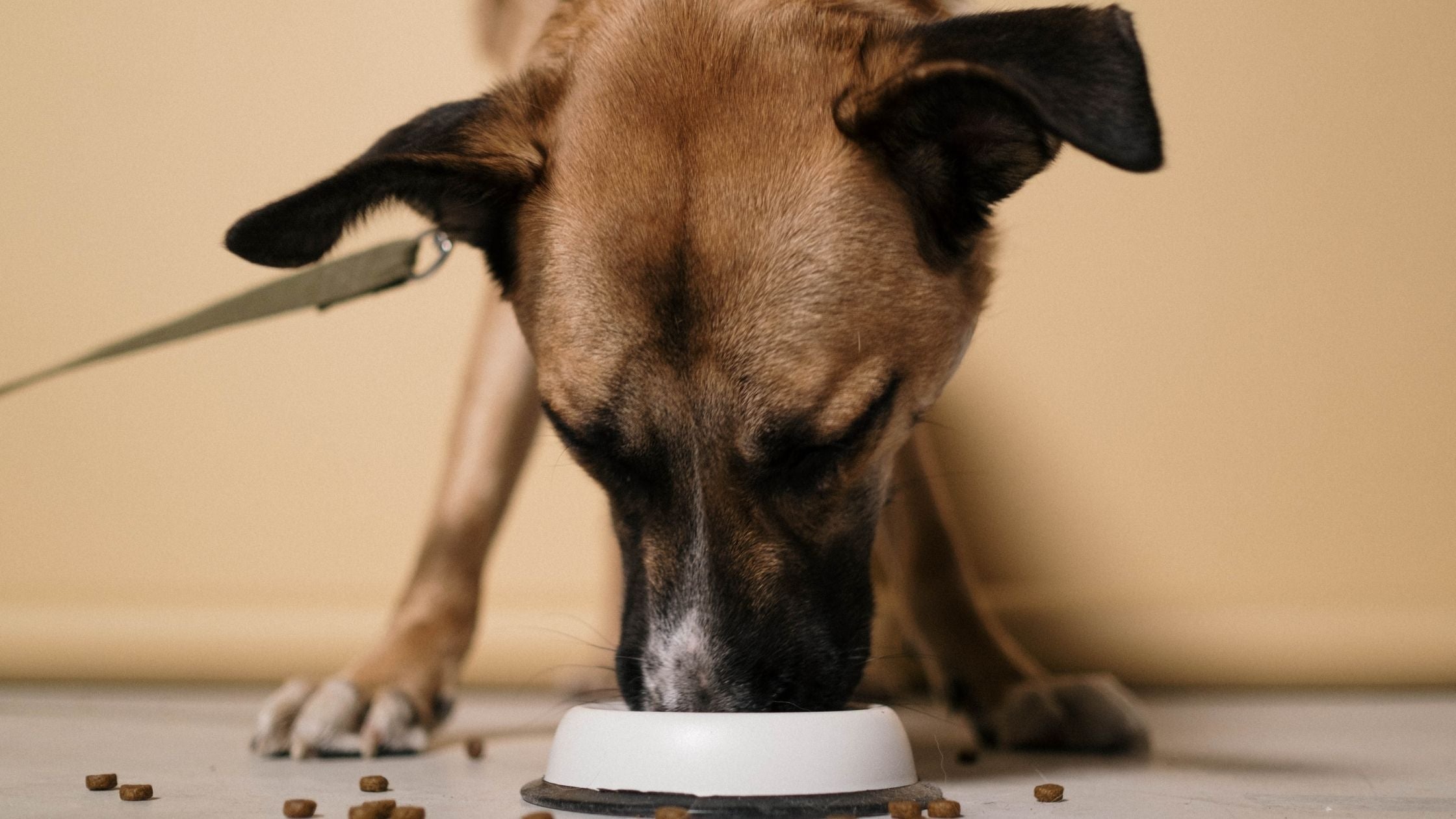 Dog eating from a bowl