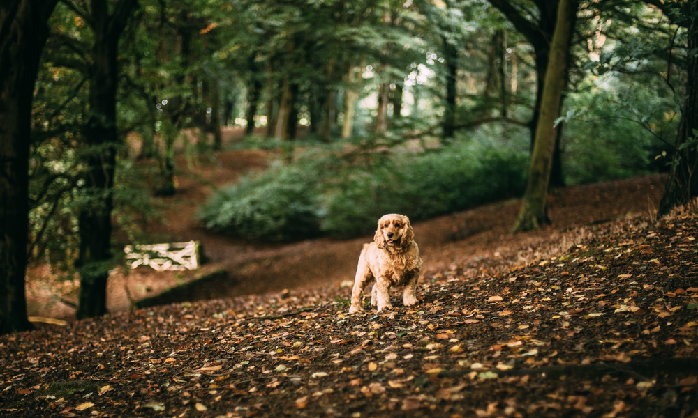 Our Guide To Dog Friendly Days Out - English Heritage