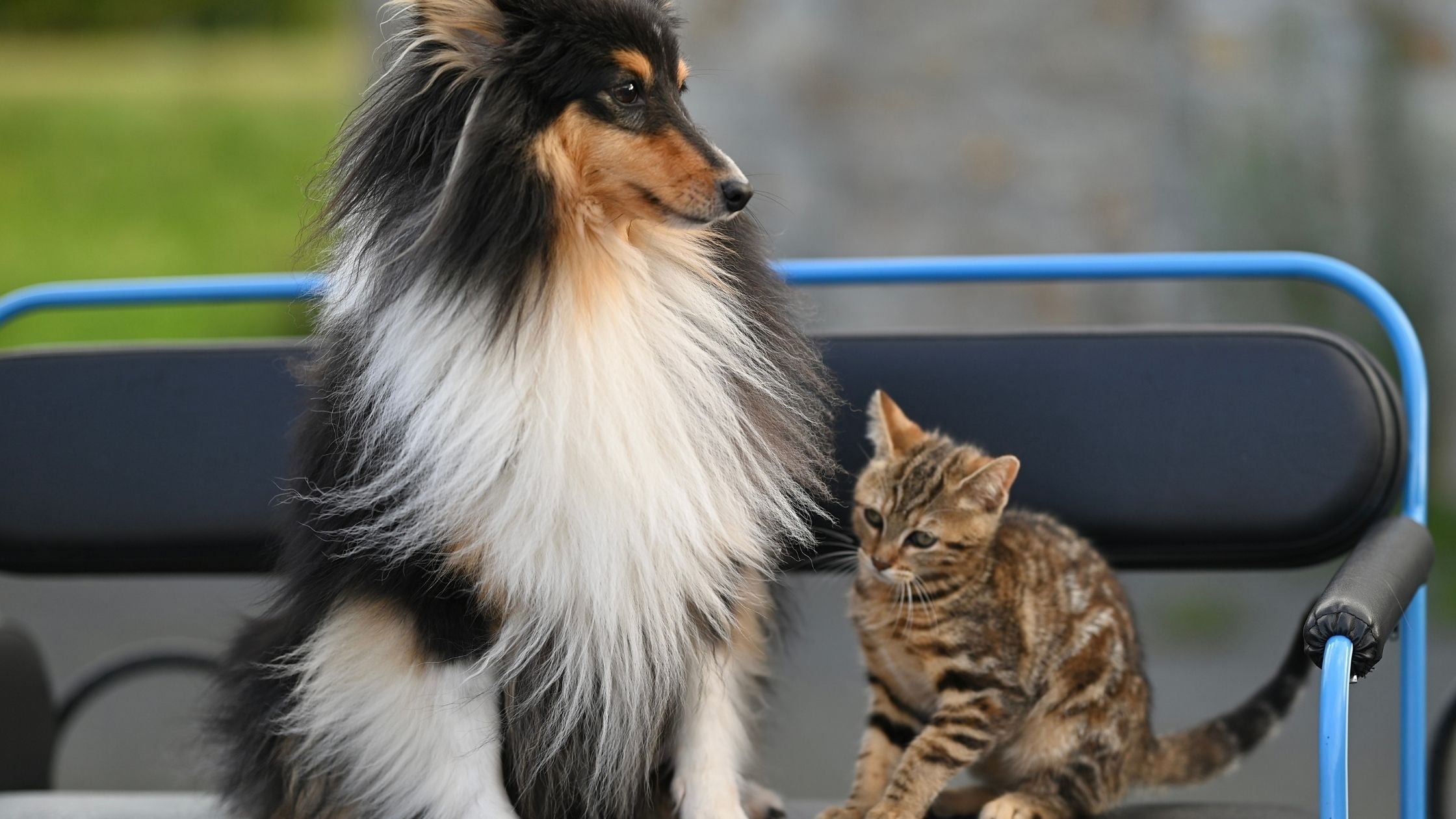 kitten and a dog together
