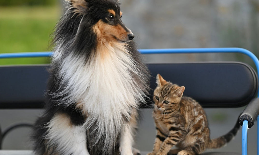 How to Introduce a Kitten to a Resident Dog