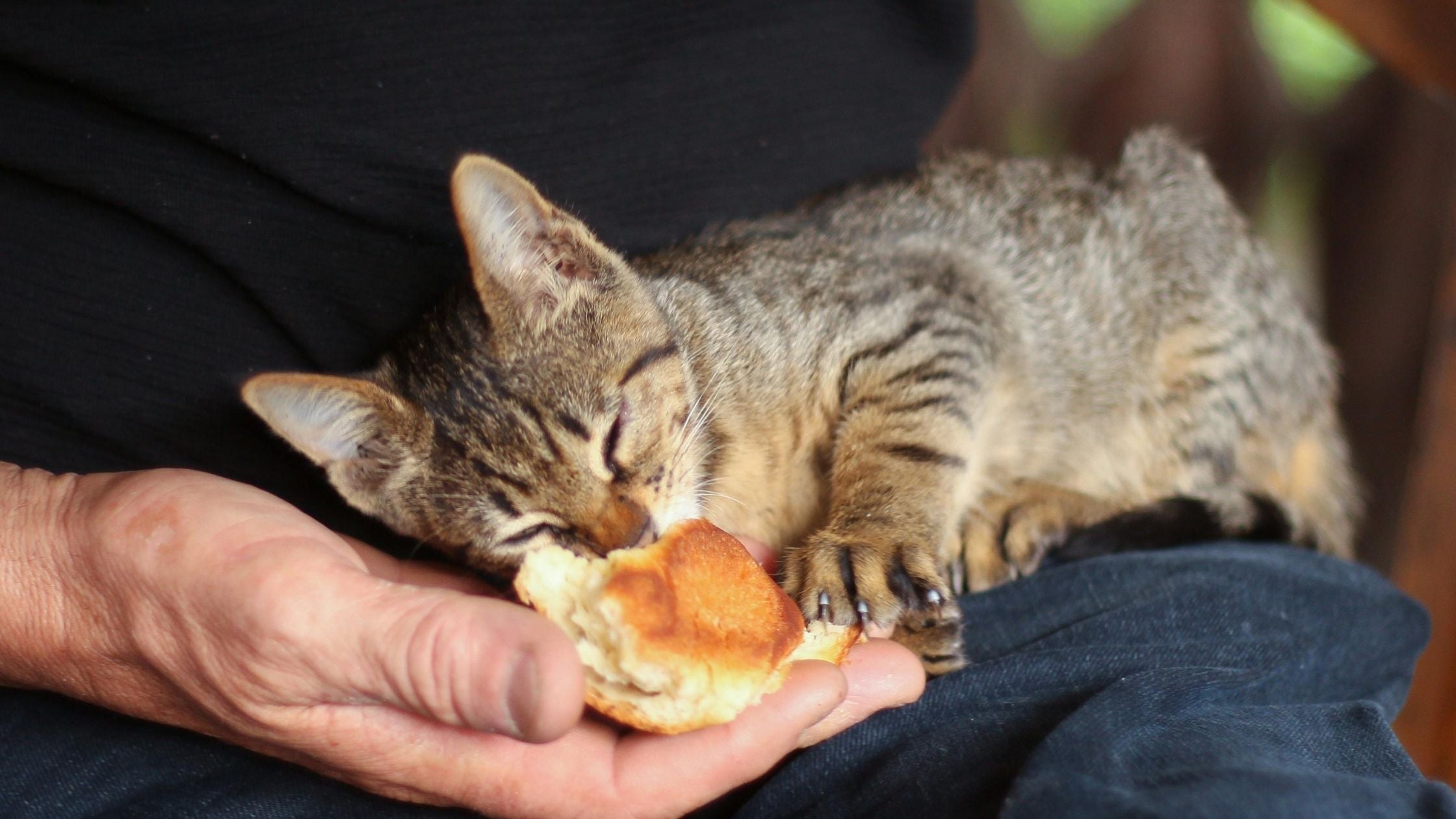 Kitten on lap with a bread