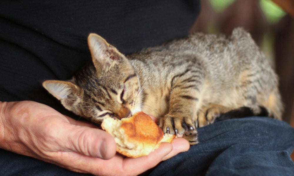Best kitten food: what to feed a kitten and when