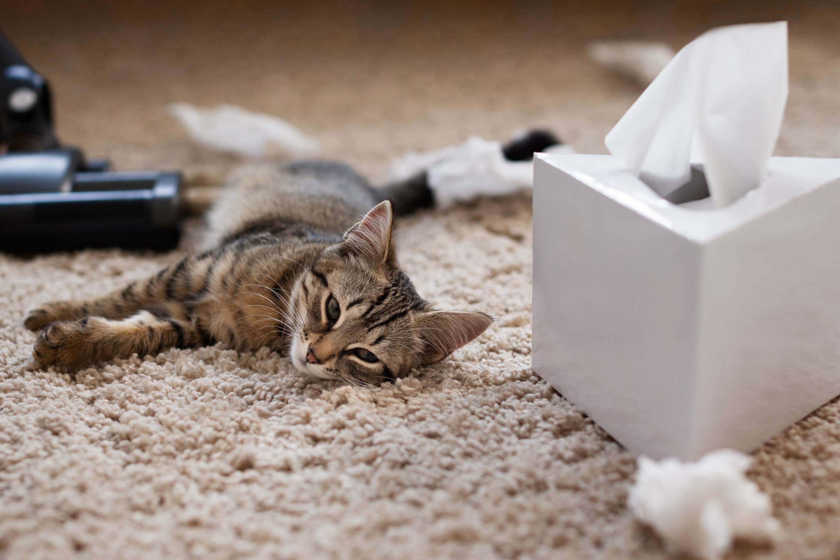 How Often Should I Change My Cat's Litter