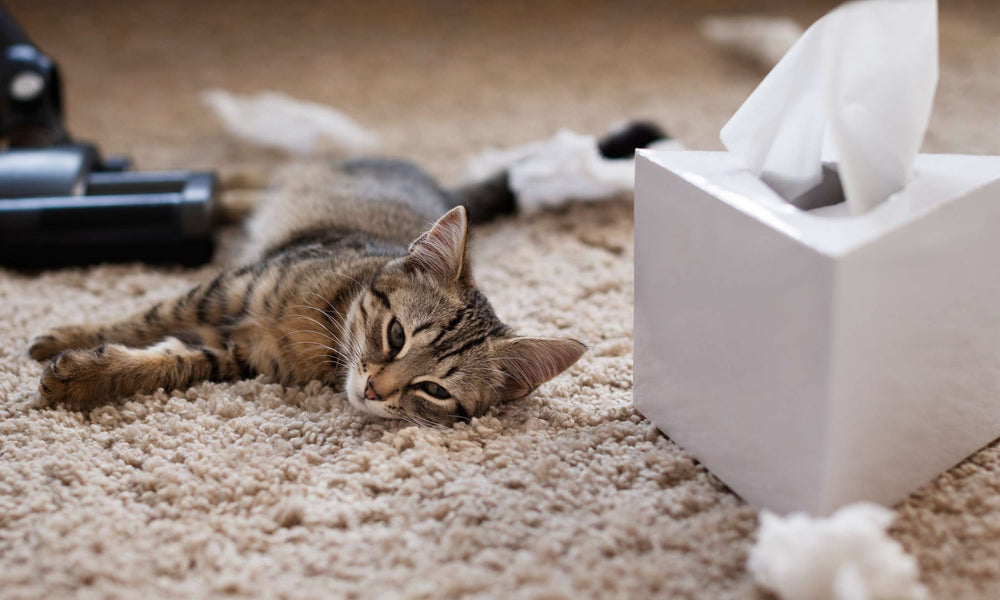 How Often Should I Change My Cat's Litter