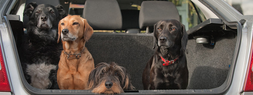 The Best Pet Travel Accessories - How To Travel With Your Cats And Dogs
