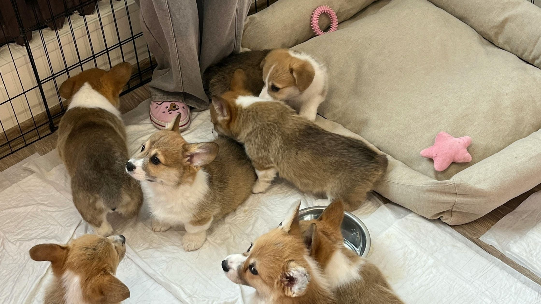 Puppies in a playpen