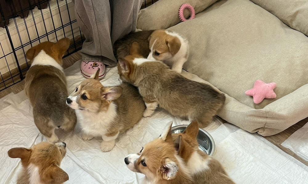 Can You Leave A Puppy In A Playpen While At Work?