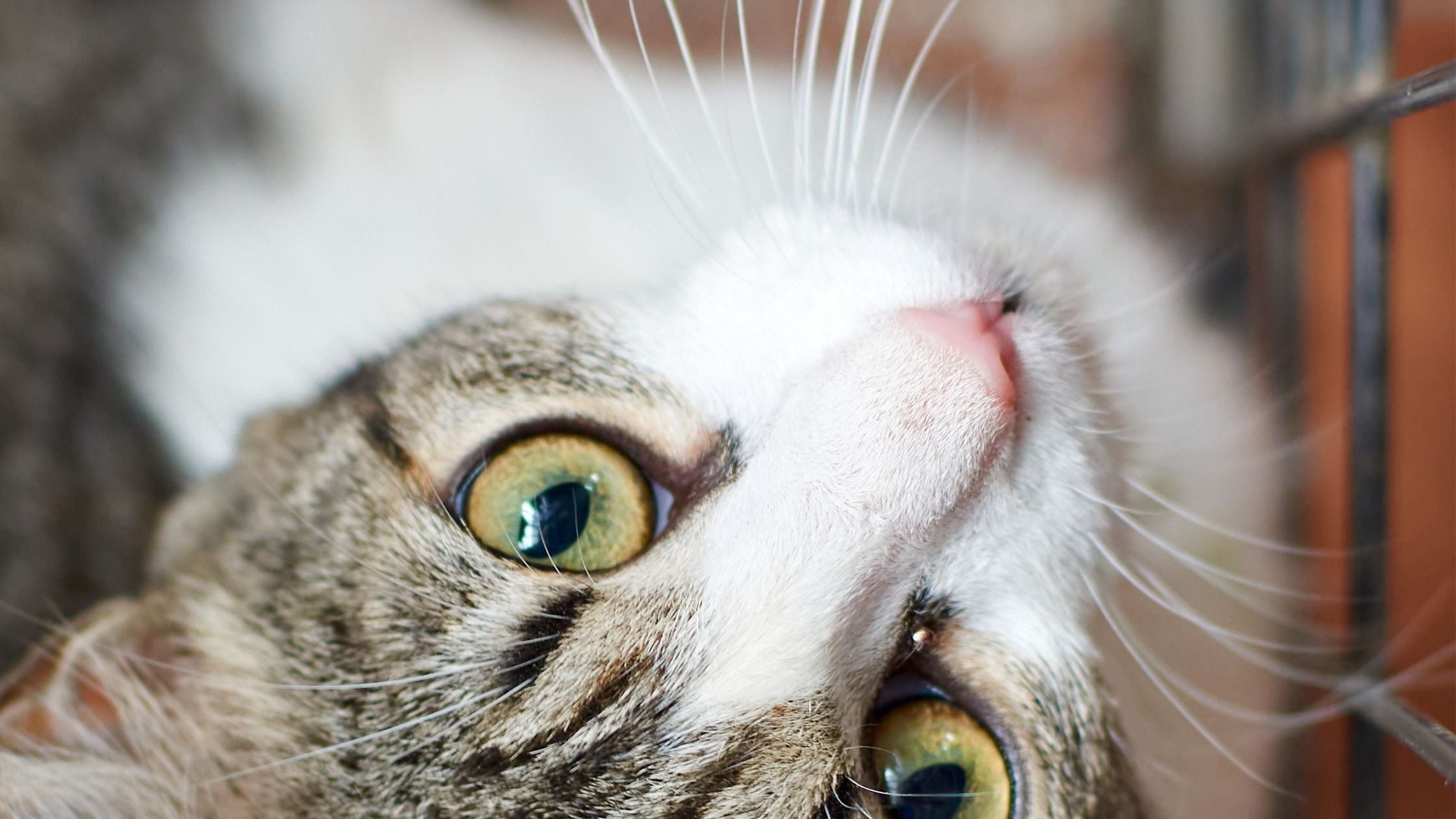 Playpens For Kittens: Do Cats Need Them Too?
