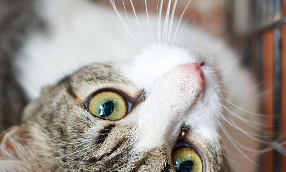 Playpens For Kittens: Do Cats Need Them Too?
