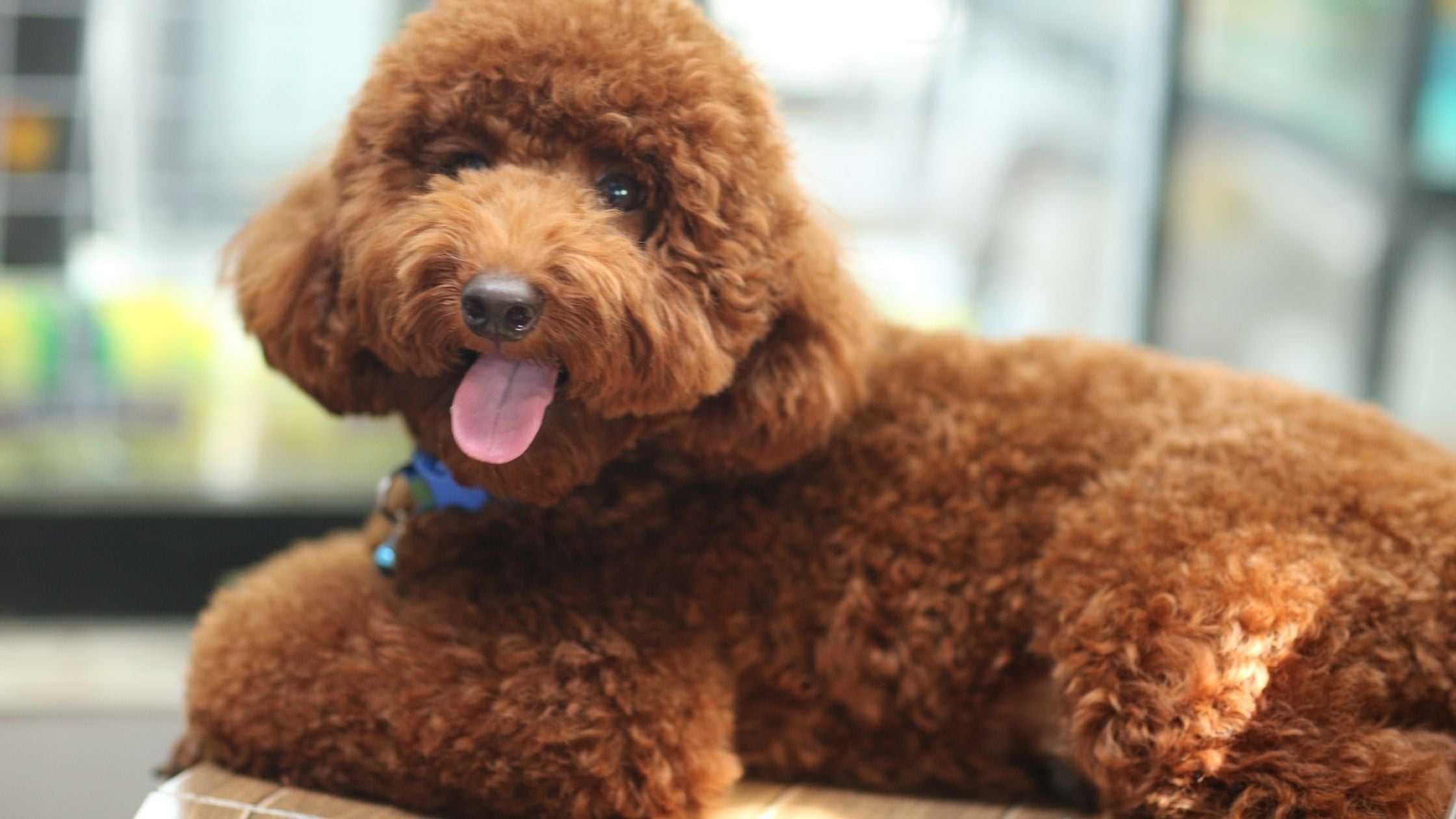 poodle cross breed