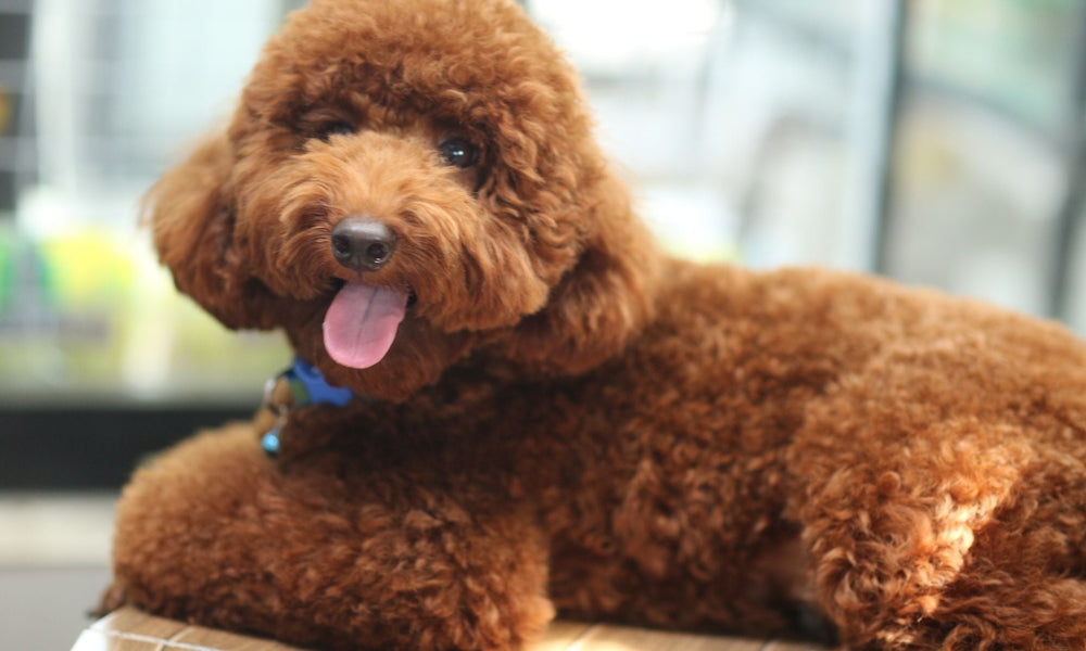 Poodle cross breeds and types of poodle explained