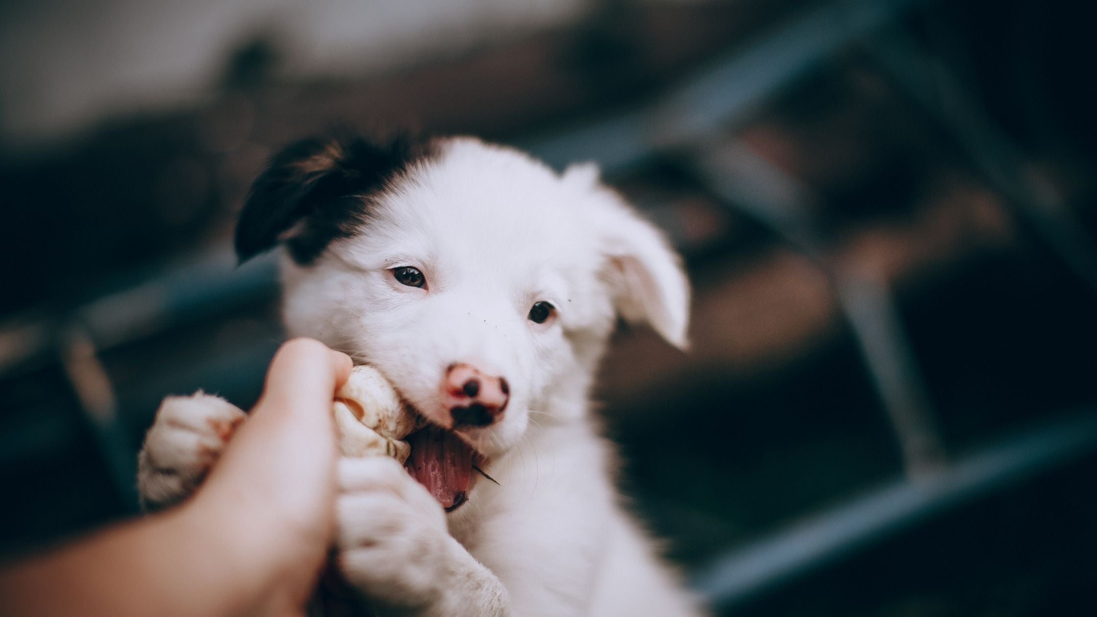 puppy is biting