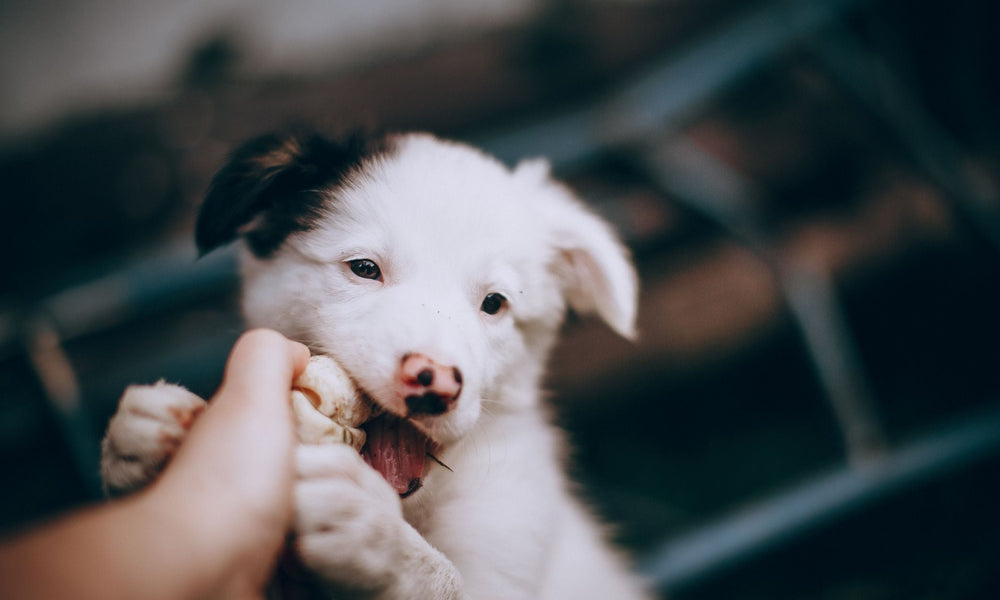 Why Do Puppies Bite So Much