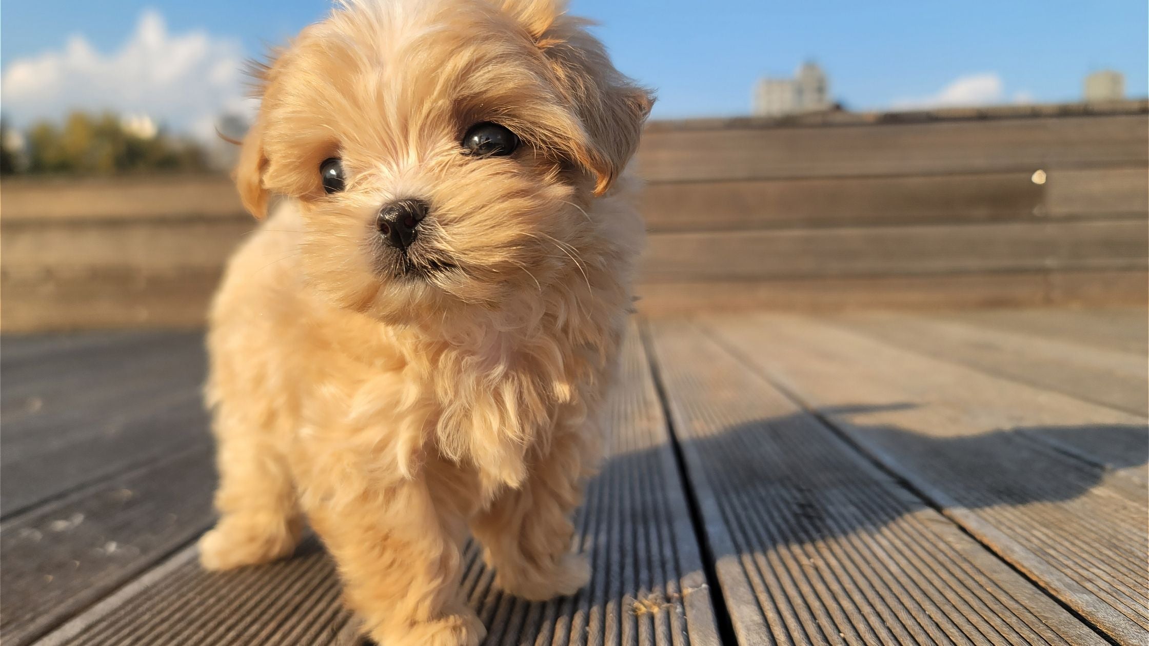 puppy walking