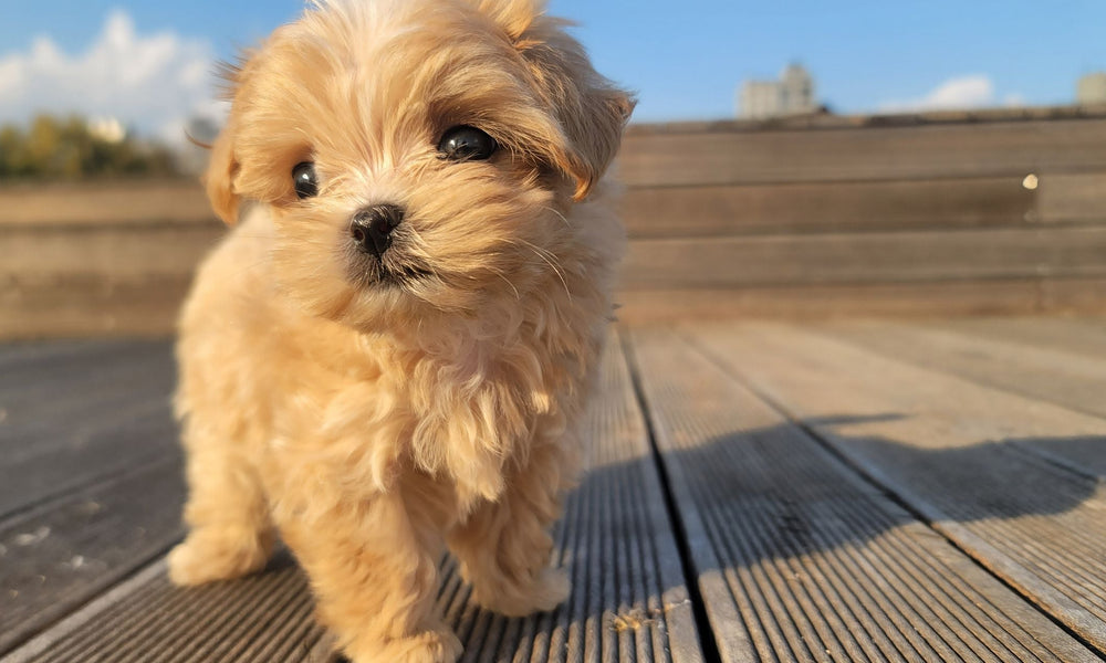 How Long Can Puppies Walk? A Simple Guide