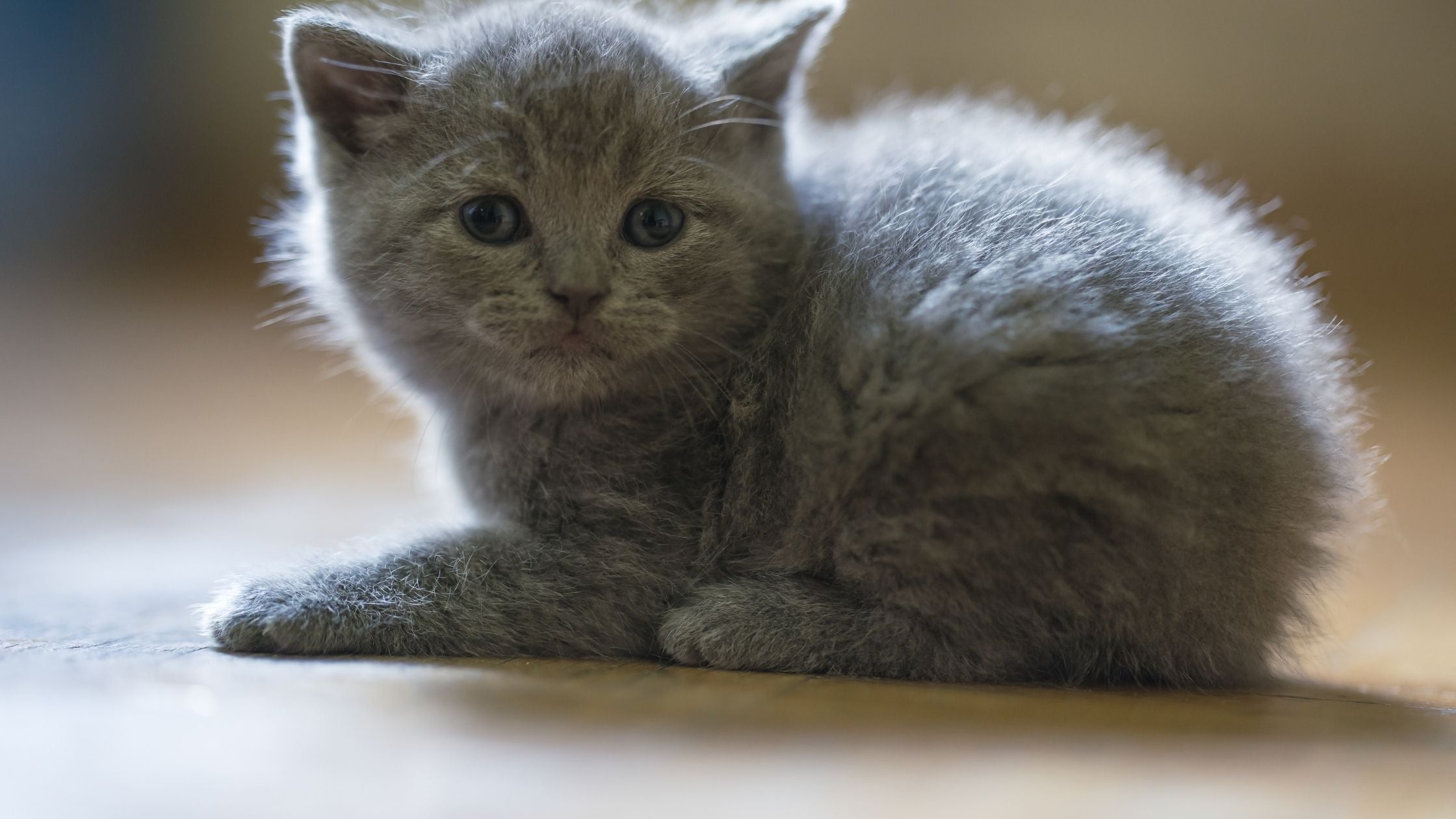 Russian blue kitty