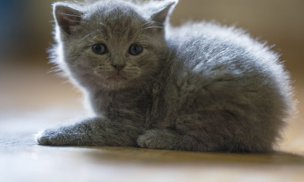 Welcoming A Russian Blue Kitten Into Your Home