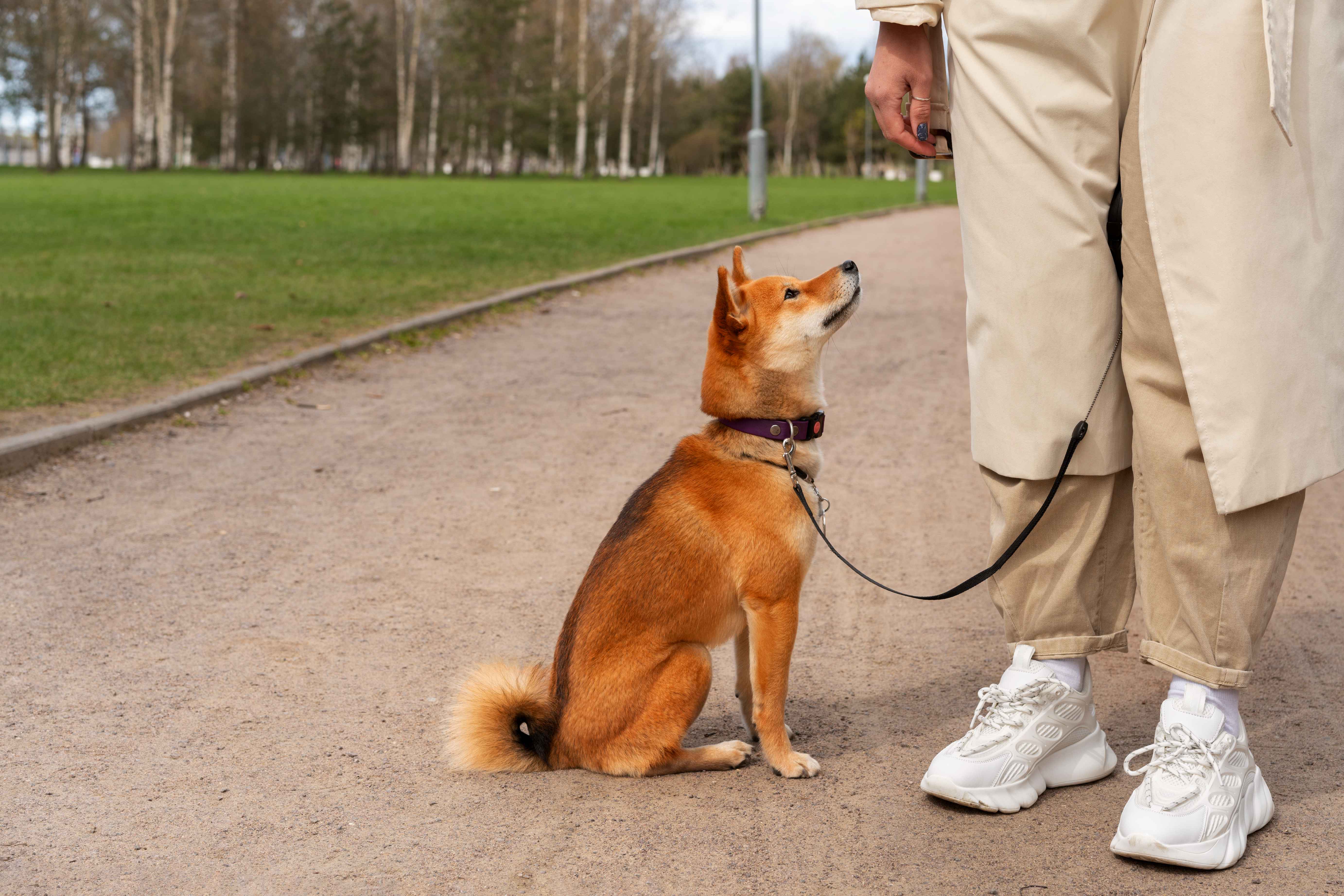 Dog refuses to Walk 