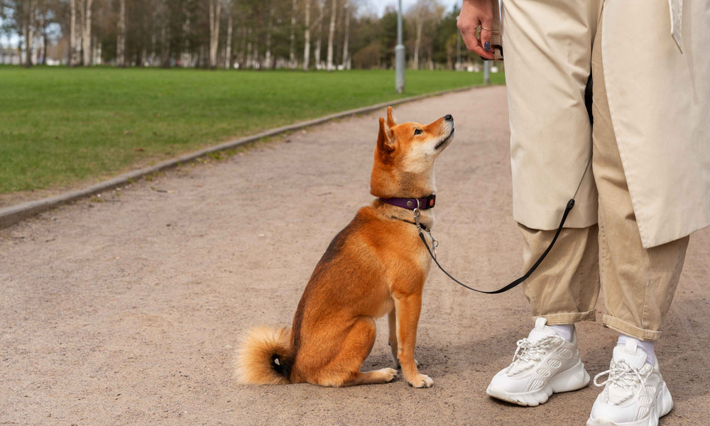 Dog refuses to Walk Certain Directions