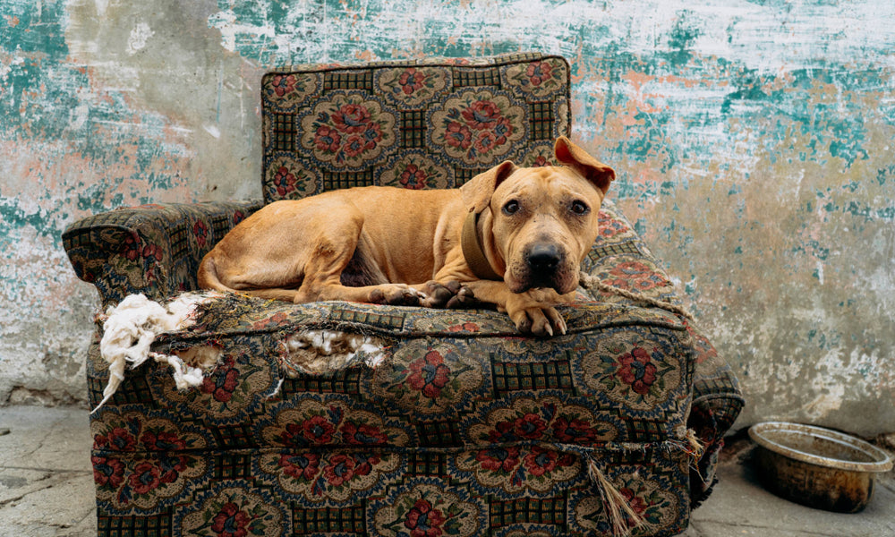 What to do With Old Dog Beds