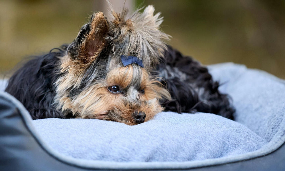 How to Wash a Stuffed Dog Bed