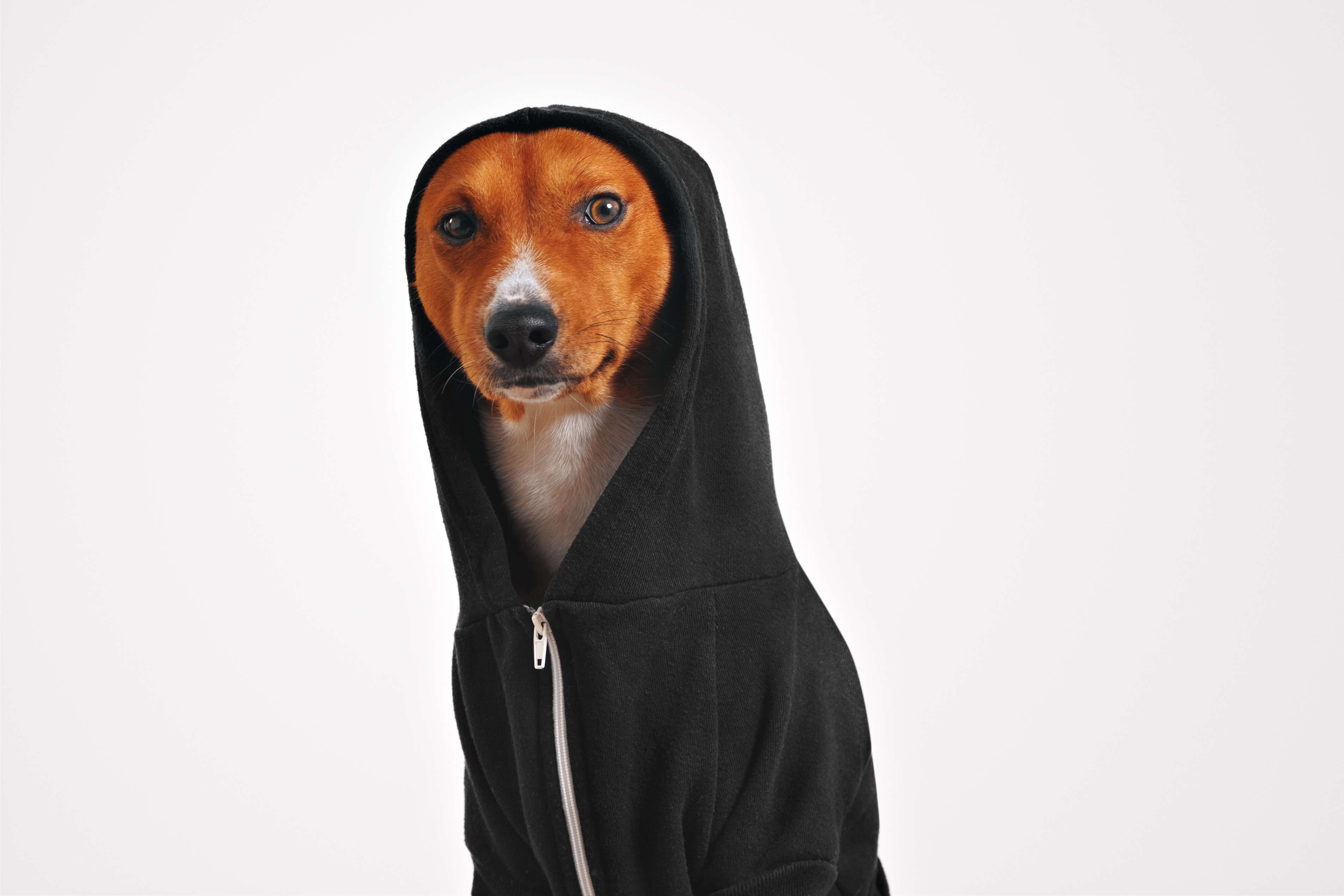 Do dogs need sweaters in winter