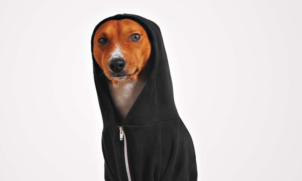 Do Dogs Need Sweaters in Winter?