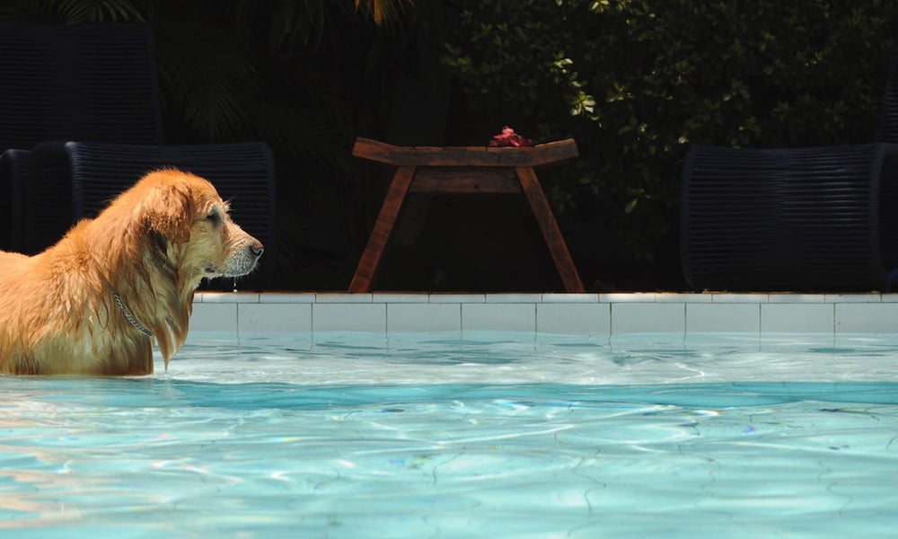 Top 10 Cooling Toys & Accessories For Dogs