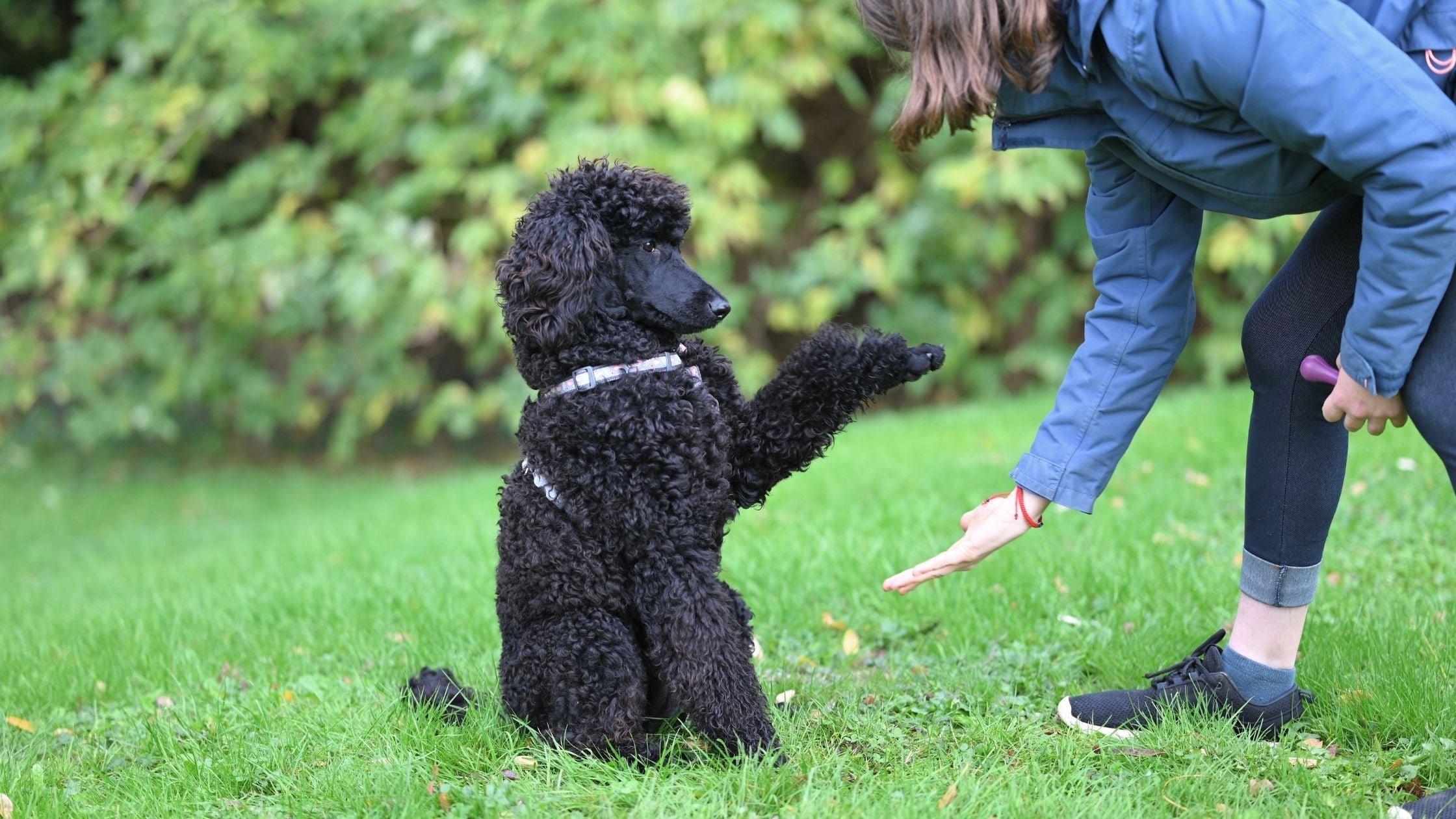 A dog that obeys commands