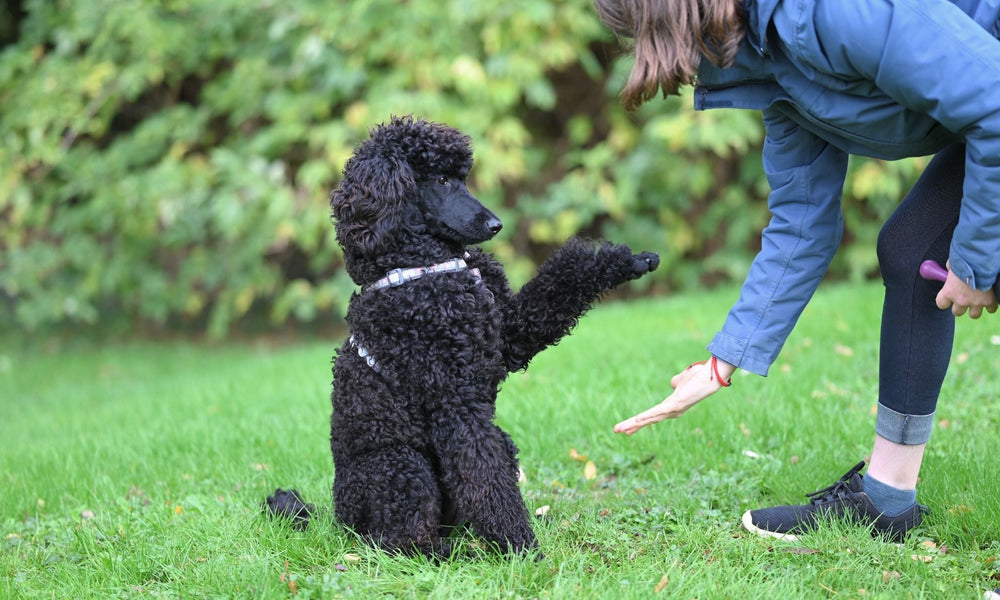 Pros and Cons of Sending Your Dog Away for Training