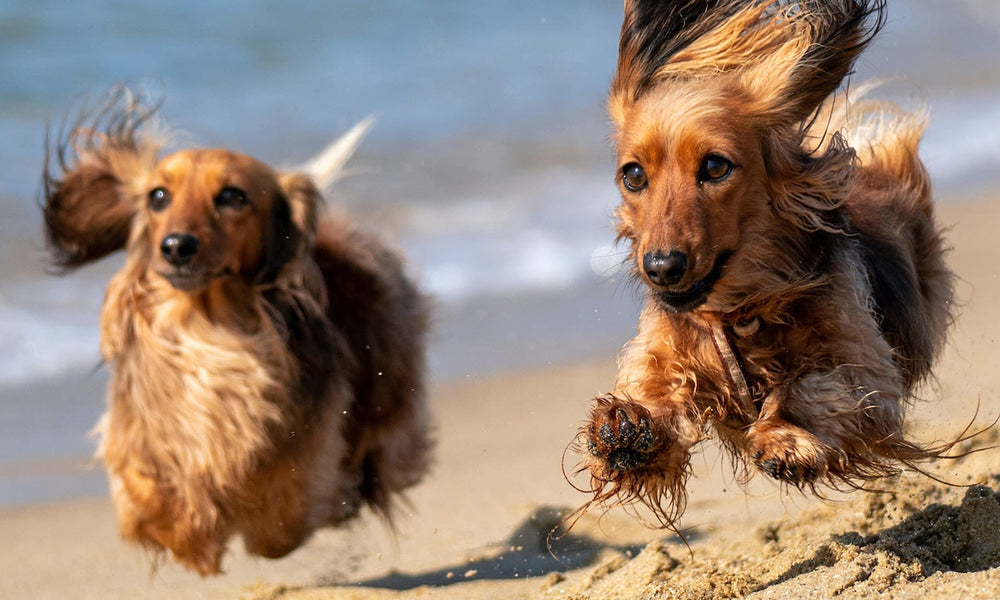 Stay Beach Safe This Summer  L&L Info Hub – Lords & Labradors