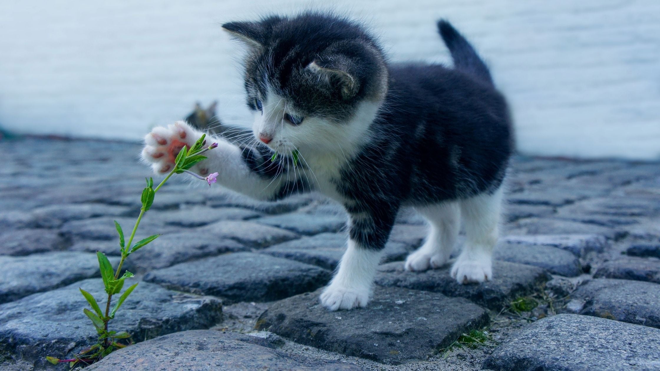 Kitten playing outside with a plant