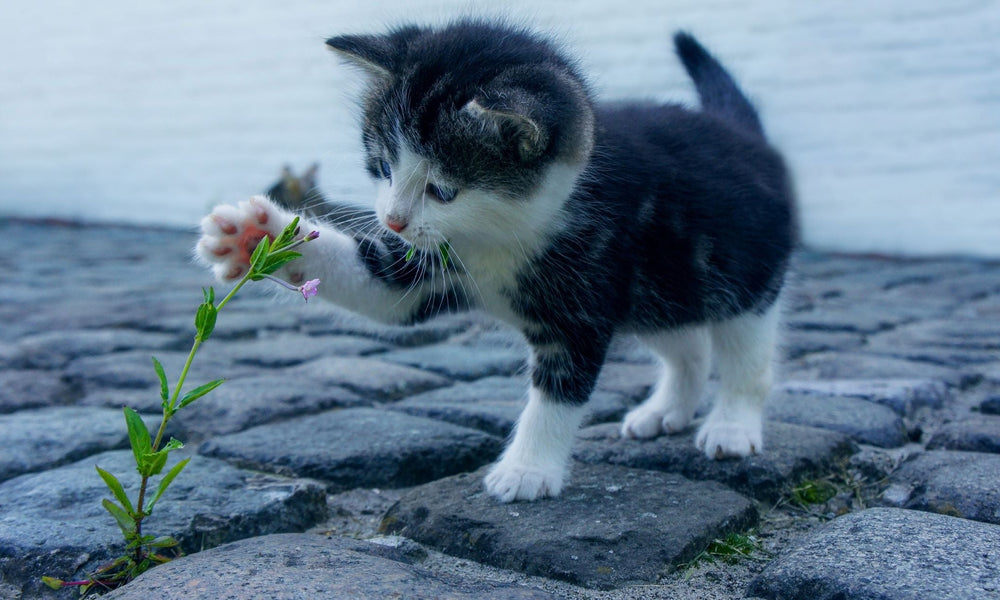 When can kittens go outside? A safe first steps guide