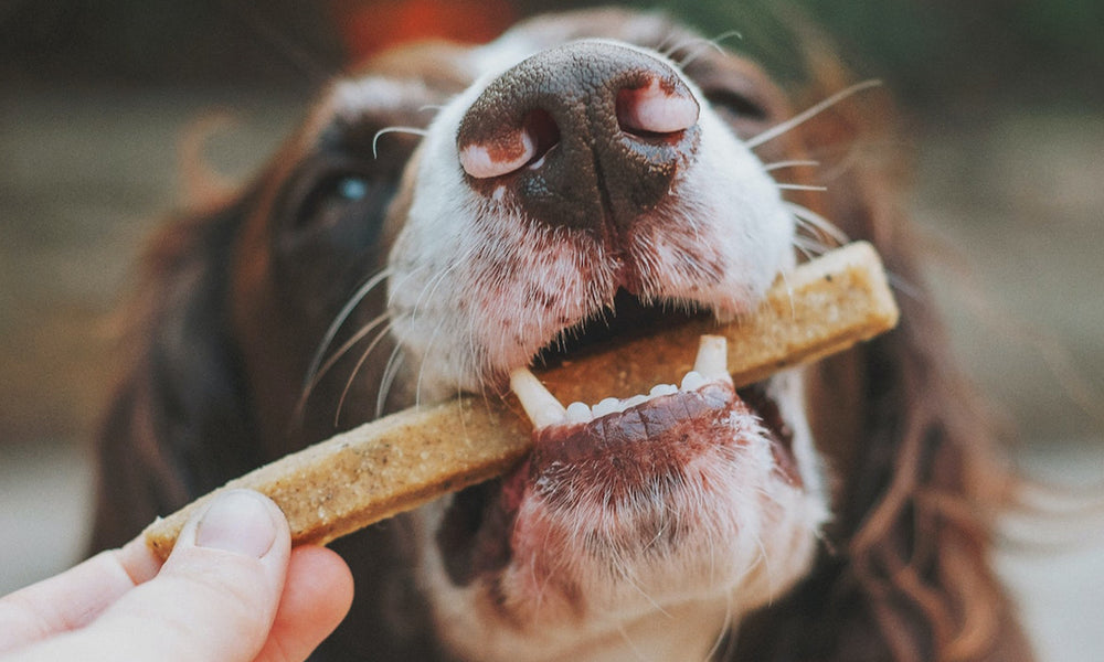 What Can Dogs Eat For Treats?