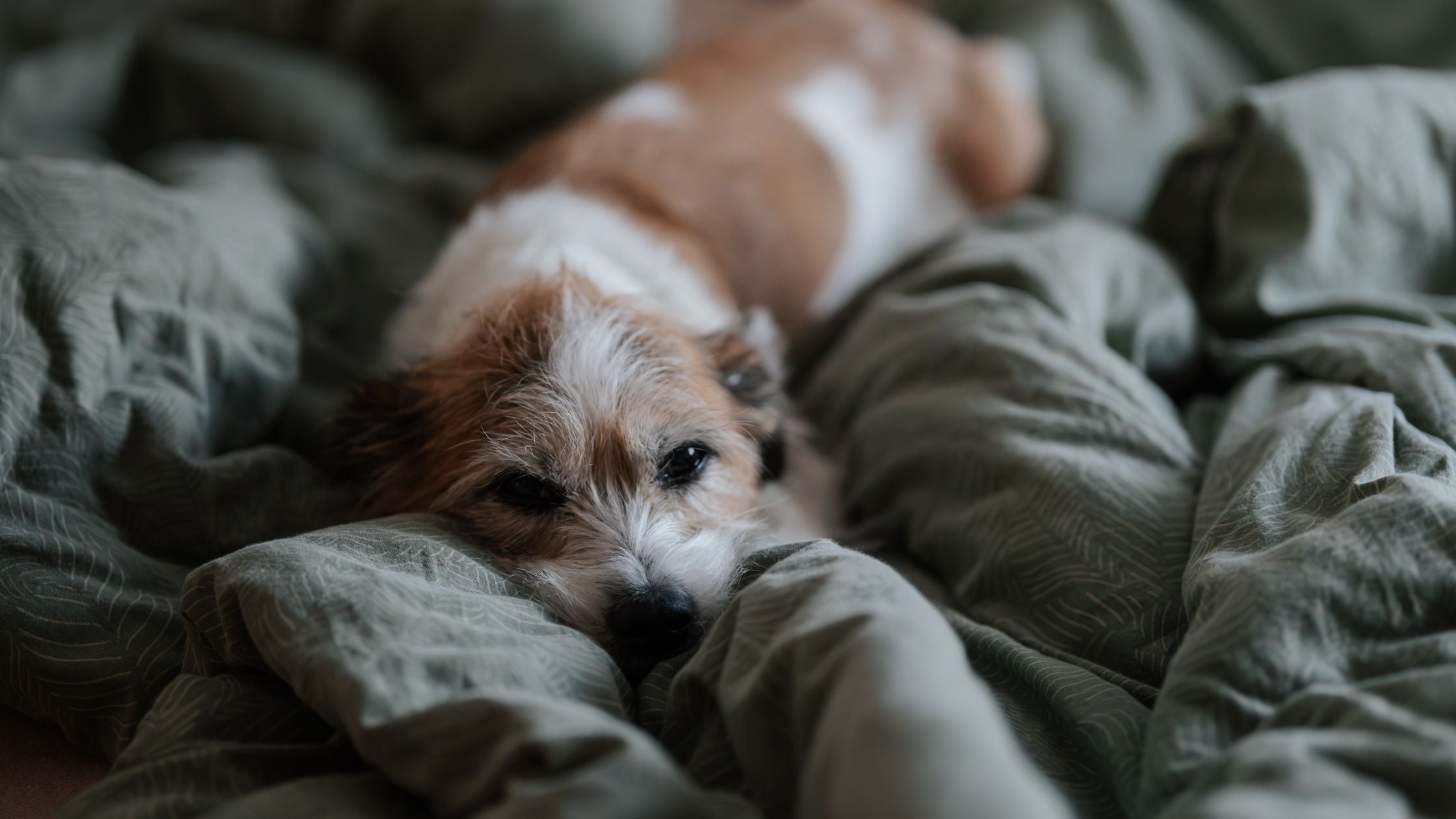dog digging the bed