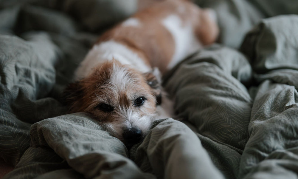Why does my dog dig at their bed before lying down?