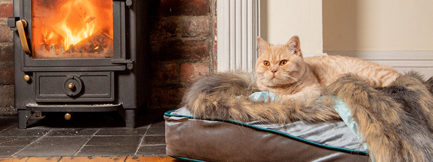 The Best Winter Cat Beds