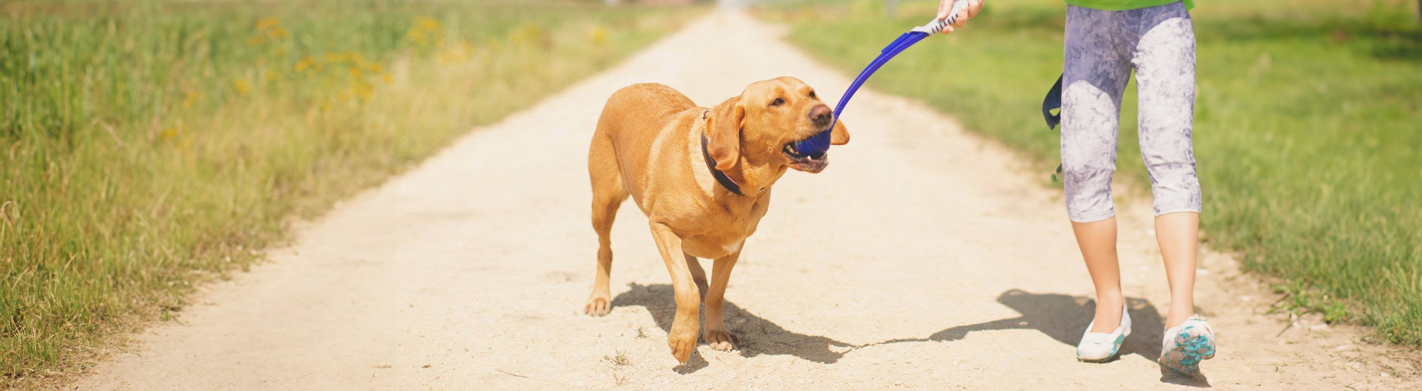 Interactive Dog Toys Stimulating Puzzle Toys For Dogs Lords & Labradors